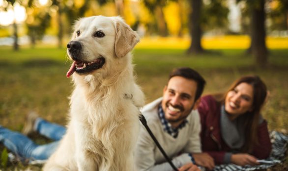 shooting-photo-chien-79